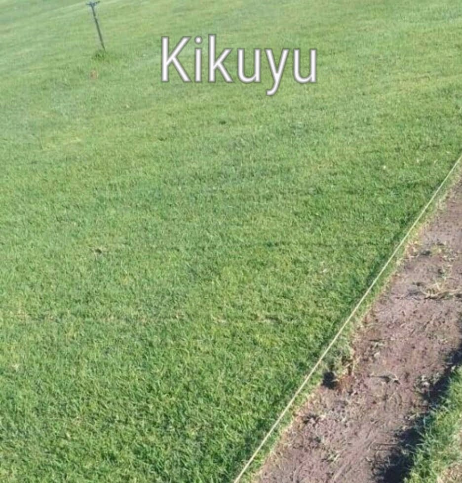 View of Kikuyu Grass - ClicknPlant Online Nursery Cape Town