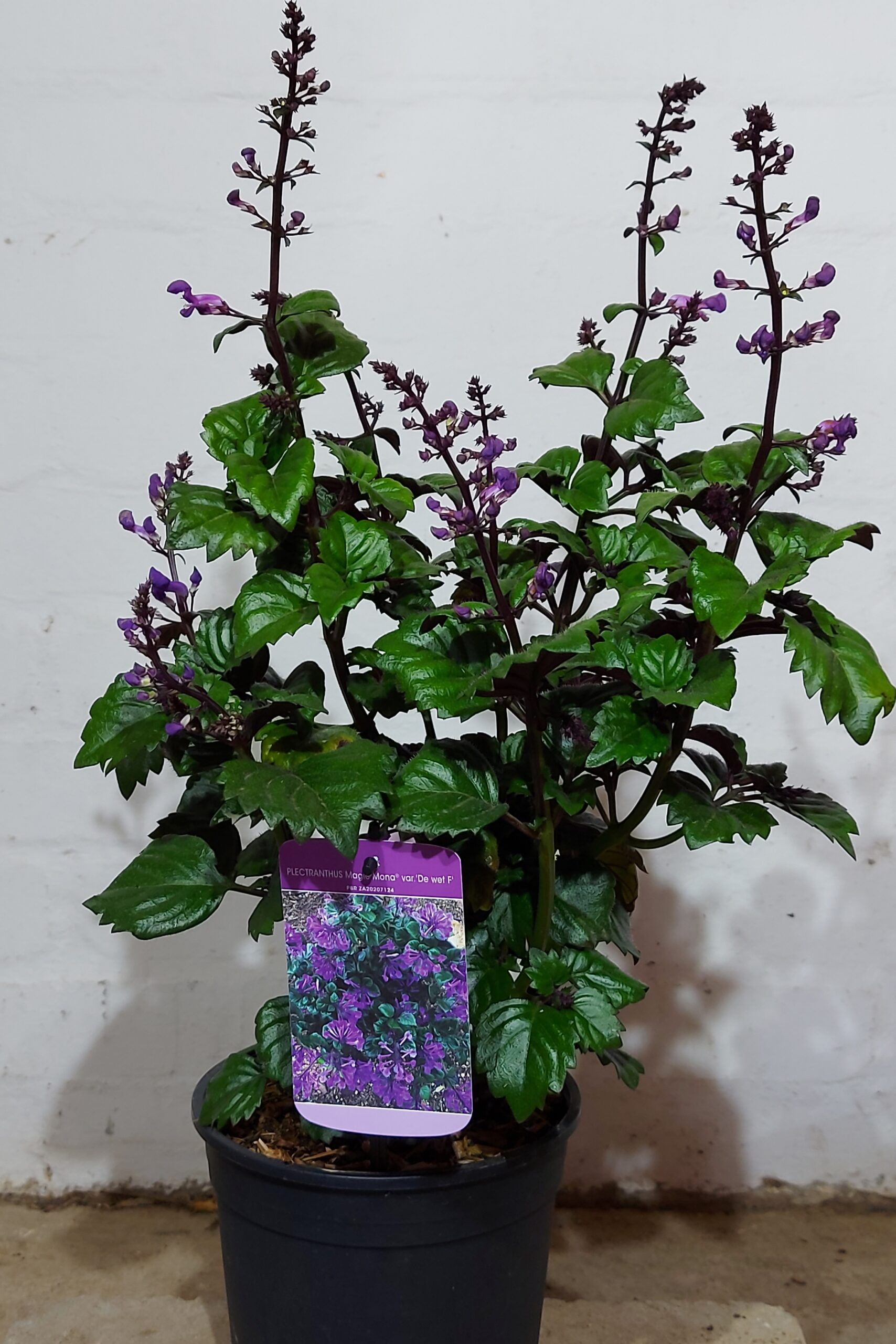 Plectranthus Magic Mona 17cm Pot - ClicknPlant Online Nursery Cape Town