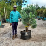 Leucadendron Argenteum 70lt Common name: Silver Tree