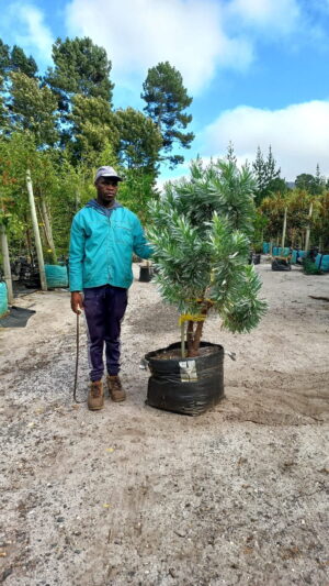 Leucadendron Argenteum 70lt Common name: Silver Tree