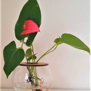 10cm-Fishbowl-with-Anthurium-2.jpeg 10cm Fishbowl with Anthurium - Pink Flower