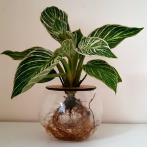10cm-Fishbowl-with-Birkin-2-1.jpeg 10cm Fishbowl with Philodendron Birkin