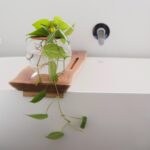 Fishbowl with Heart-Leaf Philodendron