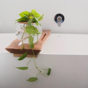 10cm-Fishbowl-with-Heart-Leaf-Philodendron.jpg Fishbowl with Heart-Leaf Philodendron