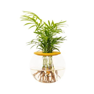 10cm-Fishbowl-with-Love-Palm-1.jpeg Fishbowl with Love Palm 10cm