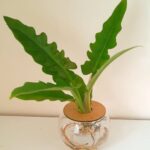 10cm Fishbowl with Philodendron Narrow