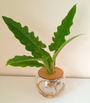 10cm-Fishbowl-with-Narrow-2.jpeg 10cm Fishbowl with Philodendron Narrow