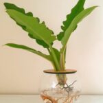10cm-Fishbowl-with-Narrow-3.jpeg 10cm Fishbowl with Philodendron Narrow