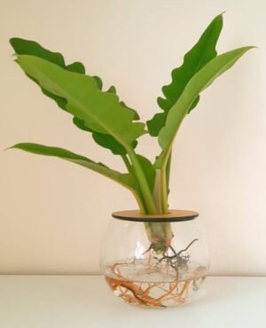 10cm-Fishbowl-with-Narrow-3.jpeg 10cm Fishbowl with Philodendron Narrow