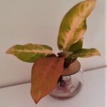 10cm Fishbowl with Philodendron Prince Of Orange