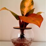 10cm Fishbowl with Philodendron Prince Of Orange