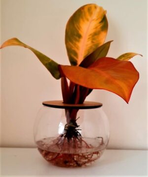 10cm Fishbowl with Philodendron Prince Of Orange