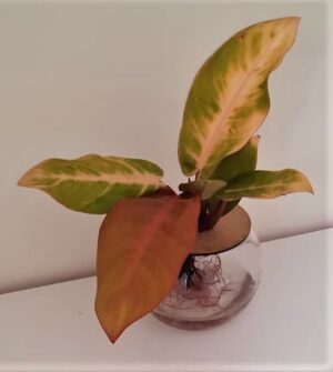 10cm Fishbowl with Philodendron Prince Of Orange