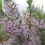 Agathosma Glentana 15cm Pot