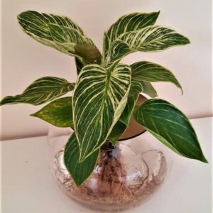 15cm-Fishbowl-with-Birkin.jpeg 15cm Fishbowl with Philodendron Birkin