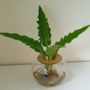 15cm-Fishbowl-with-Narrow-2.jpeg 15cm Fishbowl with Philodendron Narrow
