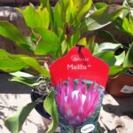 20191030_105224-1-scaled-1.jpg Madiba Protea 17.5cm