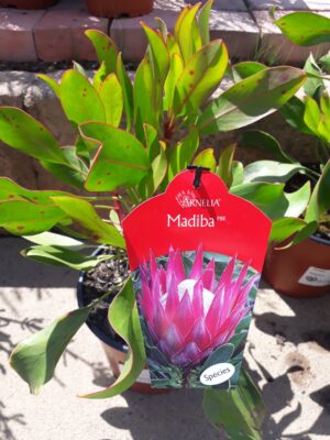 20191030_105224-1-scaled-1.jpg Madiba Protea 17.5cm