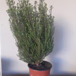 20200624_172431-scaled-1.jpg Buchu Serpyllacea 15cm Pot