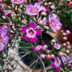 Geraldton Wax 'Purple Pride' 15cm Pot