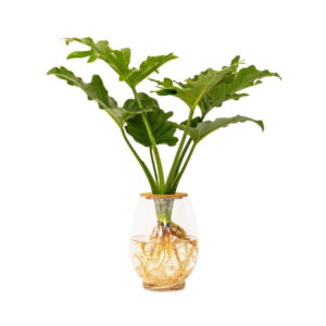 24cm-Barrel-Vase-with-Philodendron-Selloum.jpeg Barrel Vase with Philodendron Selloum