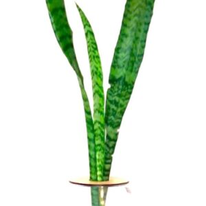 24cm-barrel-vase-with-snake-plant.jpg Barrel Vase With Snake Plant