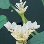 Waterblommetjies Bulbs
