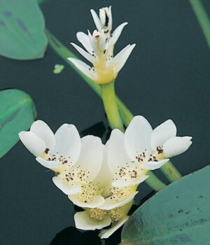 Waterblommetjies Bulbs