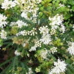 Buchu Garlic 15cm Pot