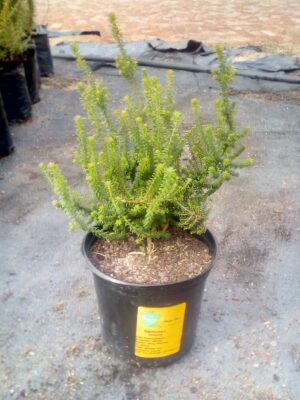 Agathosma-ciliaris.jpg Buchu Ciliaris 15cm