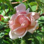 Albertine Climbing Rose 5lt