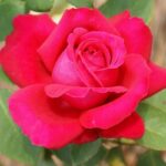 Alec’s Red Hybrid Tea Rose 5lt
