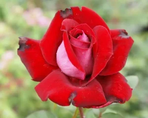 Alleluia32-e1586164145804.webp Alleluia Hybrid Tea Rose 5lt