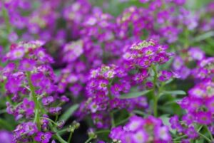 Alyssum Violet 6 pack