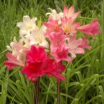 Amaryllis - Belladonna Bulbs Common Name: March Lily, Naked Lily