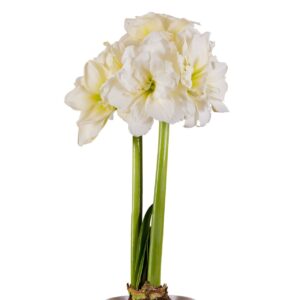 Amaryllis Sonata Double - "Alfresco" Bulbs