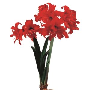 Amaryllis-Sonata-Double-Fanfare.jpeg Amaryllis Sonata Double - "Fanfare" Bulbs