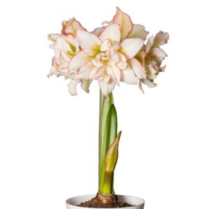 Amaryllis Sonata Double - "Harlequin" Bulbs