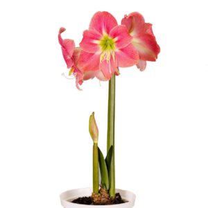Amaryllis-Sonata-Single-Amalfi.jpeg Amaryllis Sonata Single - "Amalfi" Bulbs