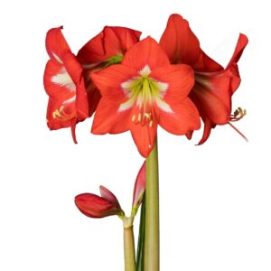 Amaryllis-Sonata-Single-Christmas-Star.jpeg Amaryllis Sonata Single - "Christmas Star" Bulbs