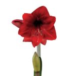 Amaryllis Sonata Single - "Dynamite" Bulbs