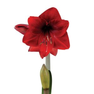 Amaryllis Sonata Single - "Dynamite" Bulbs