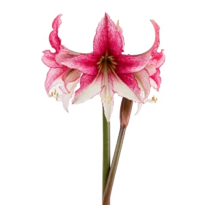 Amaryllis Sonata Single - "Gazelle™" Bulbs