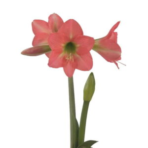 Amaryllis-Sonatini-Bella-Rosa.jpeg Amaryllis Sonatini - "Bella Rosa" Bulbs