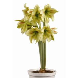 Amaryllis Sonatini - "Graffiti" Bulbs