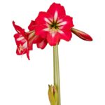 Amaryllis Sonatini - "Hot Lips" Bulbs