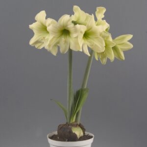 Amaryllis Sonatini - "Assorted Packk" Bulbs