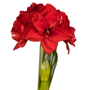 Amaryllis Symphony Double - Inferno® Bulb Amaryllis Symphony Double - Inferno® Bulb