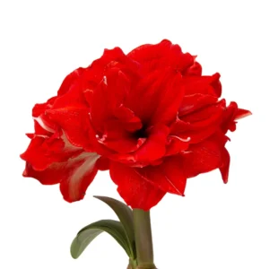 Amaryllis Symphony Double - Ragtime™ Bulb Amaryllis Symphony Double - Ragtime™ Bulb
