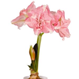 Amaryllis Symphony Double - Rozetta Bulb
